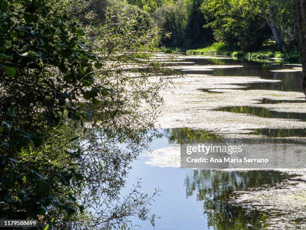 scenic landscape of the tormes river with seaweed or duckweed on its surface and willows, alders and poplars on the banks and trees reflected on the water surface - kroos stockfoto's en -beelden