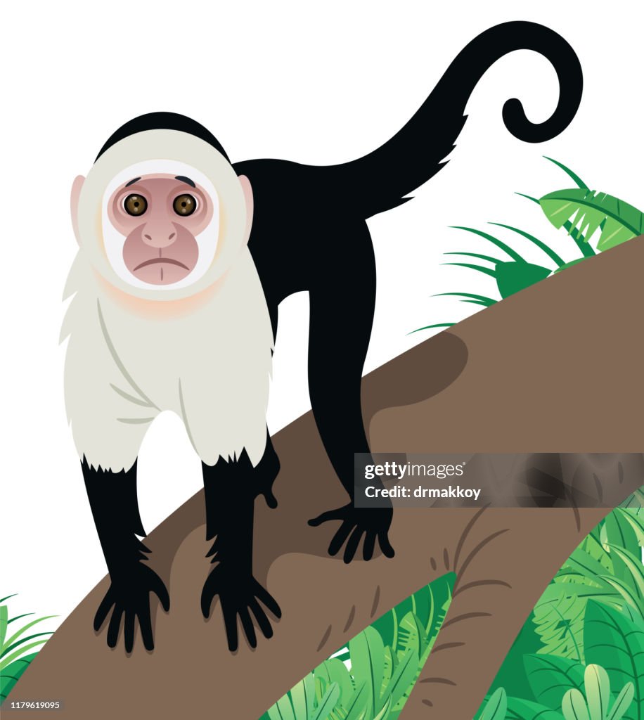 Capuchin Monkey