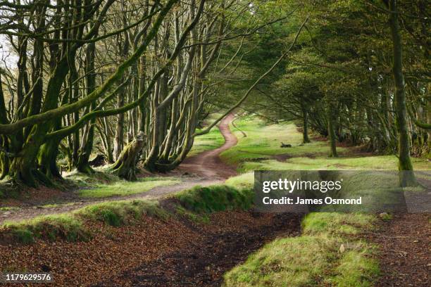 ancient drove road eroded into a holloway over time. - somerset england stock pictures, royalty-free photos & images