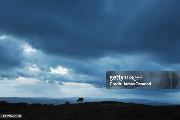 lone pine tree under stormy skies. - cielo variabile foto e immagini stock