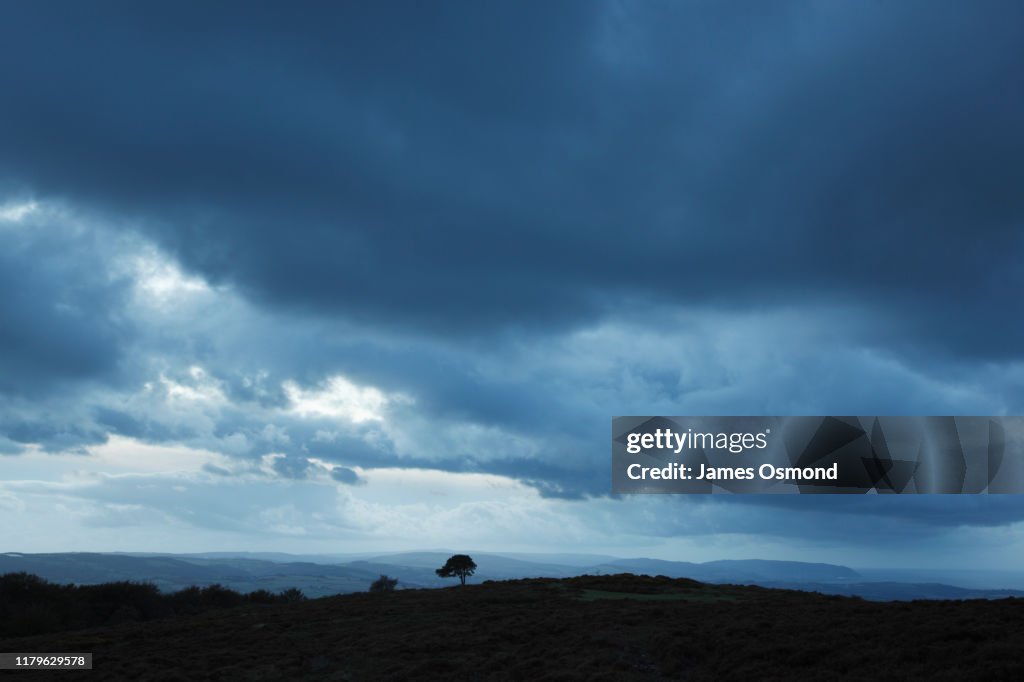 Lone pine tree under stormy skies.