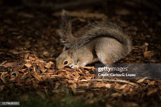 a brown squirrel sniffs the ground covered in dry leaves in princes street gardens, edinburgh, scotland, uk - burying stock pictures, royalty-free photos & images