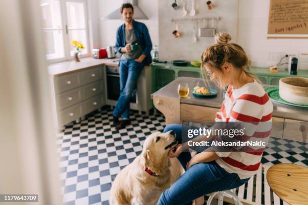 morning in the kitchen with our dog - beautiful white kitchen stock pictures, royalty-free photos & images