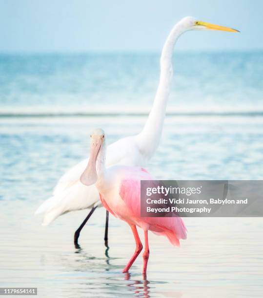 roeseate spoonbill compared to great egret at fort myers beach, florida - spoonbill stock pictures, royalty-free photos & images