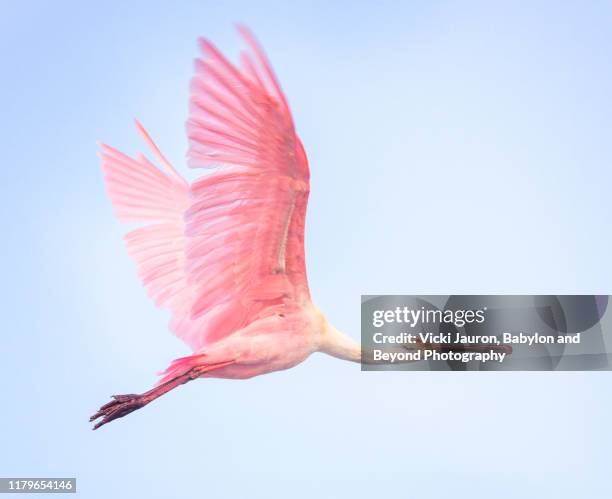 beautiful roseate spoonbill in pink flying against blue sky at fort myers beach, florida - fort myers stock pictures, royalty-free photos & images