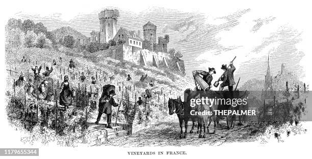 vineyard in france engraving 1868 - engraved image stock illustrations
