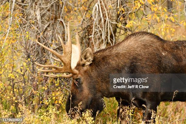 bull moose in wyoming - bull moose jackson stock pictures, royalty-free photos & images