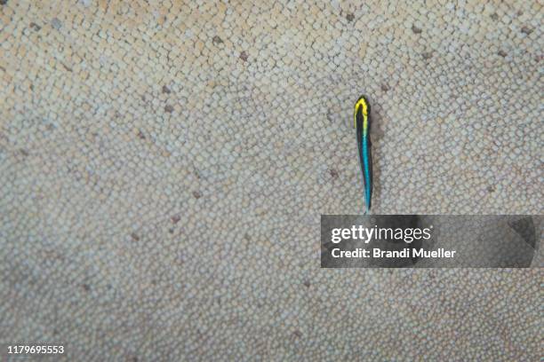 cleaner wrasse on shark in saba, dutch caribbean, netherlands antilles - cleaner wrasse bildbanksfoton och bilder