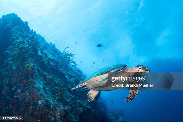 hawksbill turtle in saba, dutch caribbean, netherlands antilles - saba stock pictures, royalty-free photos & images