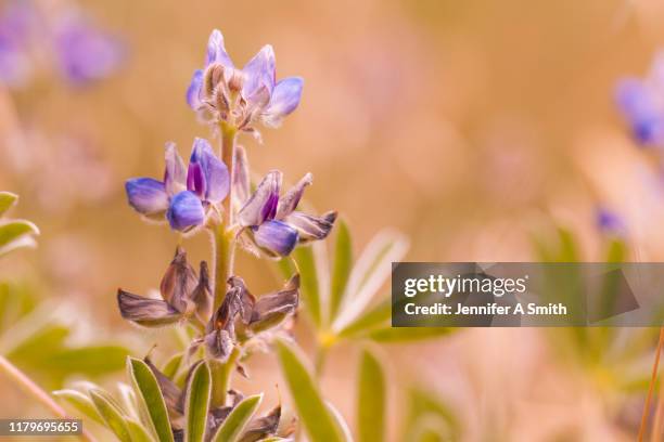 lupin - western australia crop stock pictures, royalty-free photos & images