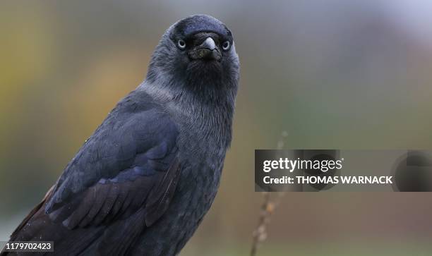 Jackdaw rests on a fence post on November 3, 2019 in Altheim, western Germany. / Germany OUT