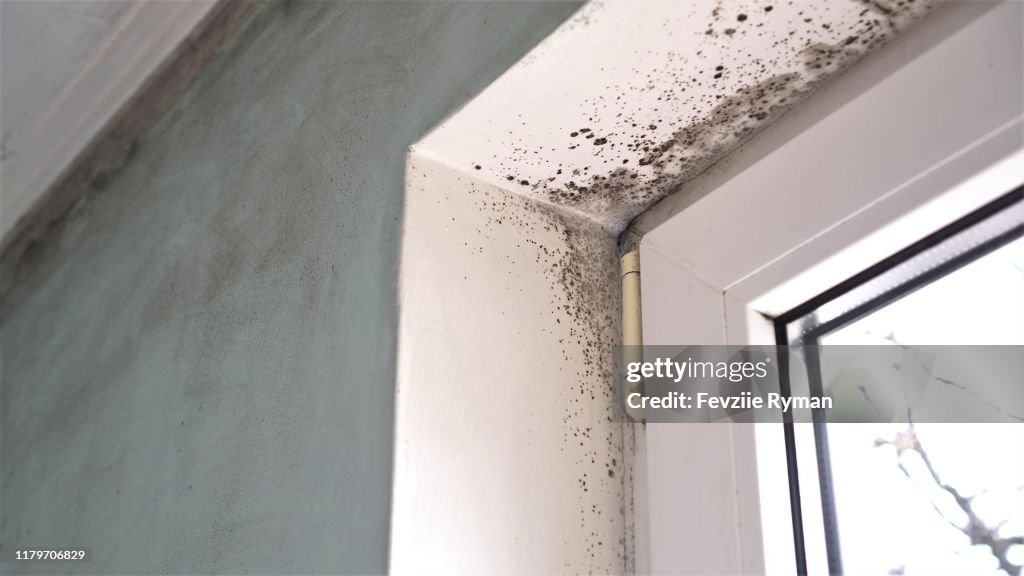 Mold growth. Mould spores thrive on moisture. Mold spores can quickly grow into colonies when exposed to water