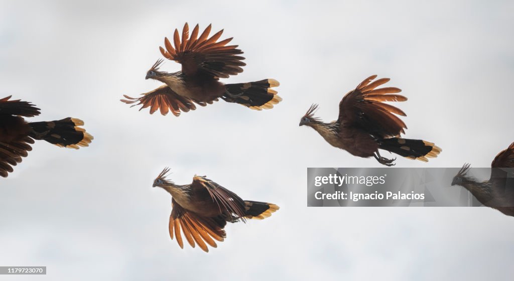 Birds of paradise flying in the Pampas, Bolivia