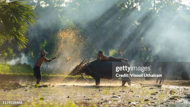 son and dad this is lifestyle of family farmer at rural asia - asian ox 個照片及圖片檔