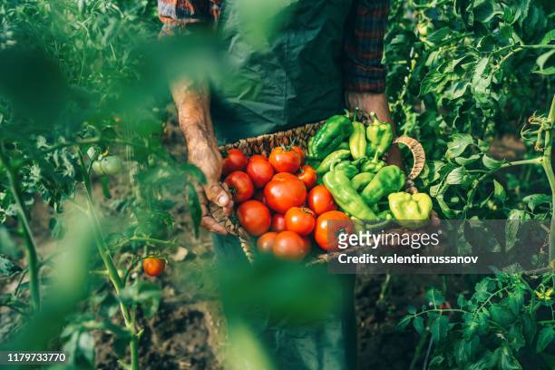 agricultor maduro que lleva verduras en cesta - vegetable harvest fotografías e imágenes de stock