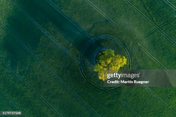 aerial view of green wheat field with trees near sunset with long shadow. mecklenburg-vorpommern, mecklenburg western pomerania, germany. - rise above stock pictures, royalty-free photos & images