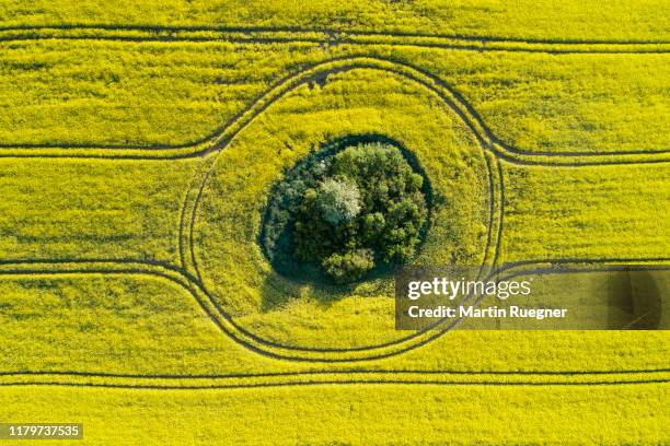 aerial view of oilseed rape field with trees inside, springtime. mecklenburg-vorpommern, mecklenburg western pomerania, germany. - mecklenburg vorpommern 個照片及圖片檔