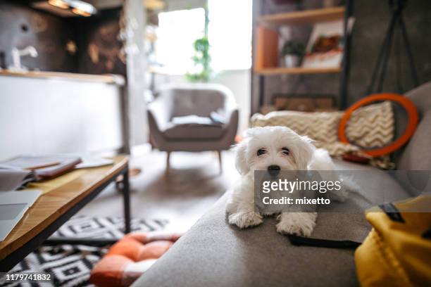 soffice cane maltese seduto sul divano - maltese dog foto e immagini stock