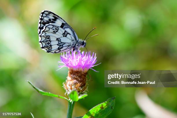 papillon demi-deuil - deuil stock pictures, royalty-free photos & images