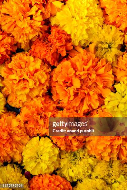 marigold flowers for decoration in diwali - marigold stock pictures, royalty-free photos & images