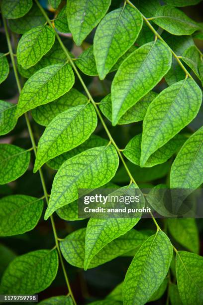 curry leaf plant - curry leaves stockfoto's en -beelden