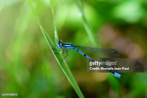 libellule bleu, portecoupe holarctique - dragonfly stock pictures, royalty-free photos & images