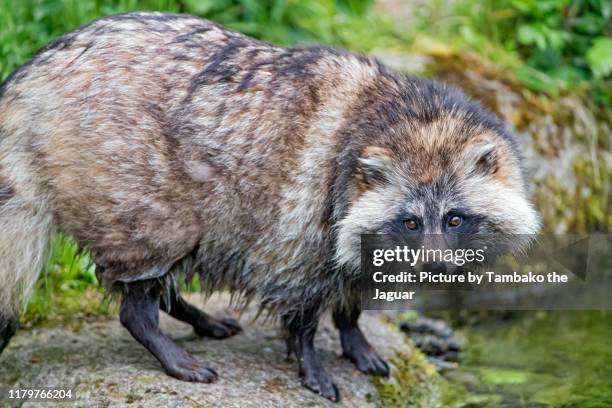 raccoon dog on the stone - tanuki stock pictures, royalty-free photos & images