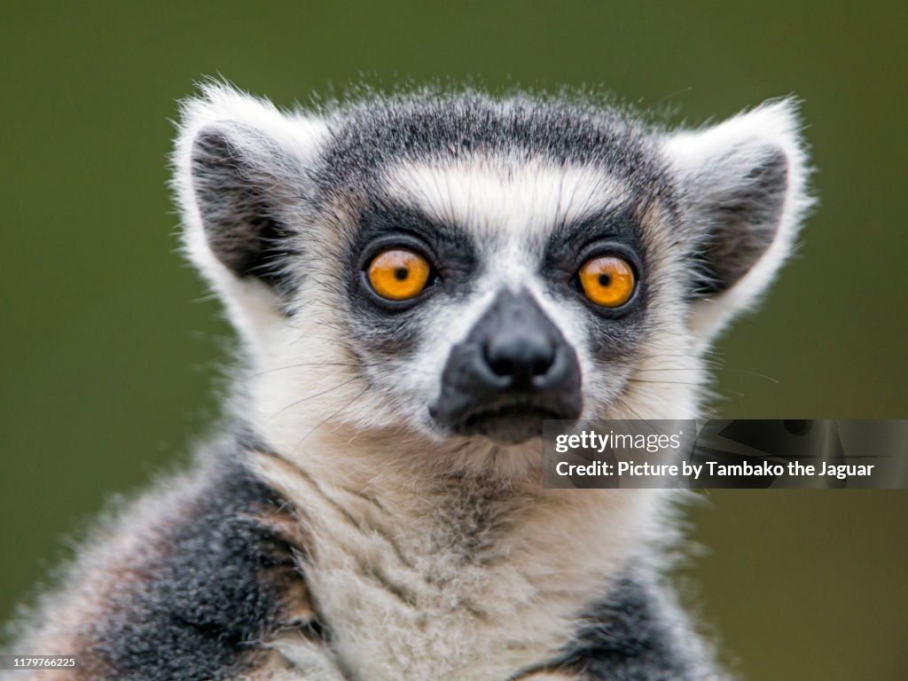 Nice portrait of a ring-tailed lemur