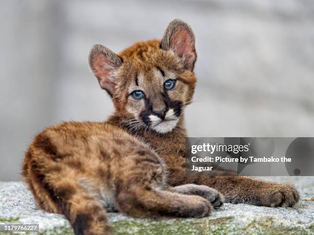 cougar baby looking at the camera - mountain lion stock pictures, royalty-free photos & images