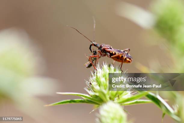 insecte prédateur, punaise assassine - kissing bug fotografías e imágenes de stock