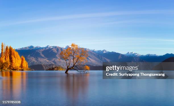 panorama of that wanaka tree in autumn in wanaka city, new zealand. - wanaka stock-fotos und bilder