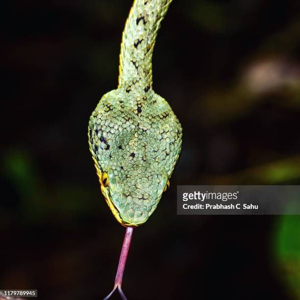 (trimeresurus gramineus) or bamboo pit viper snake showing its tounge - black snakeskin stock pictures, royalty-free photos & images
