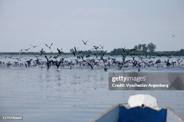 flying birds on thale noi lake protected wetlands, thailand - thale noi stock pictures, royalty-free photos & images