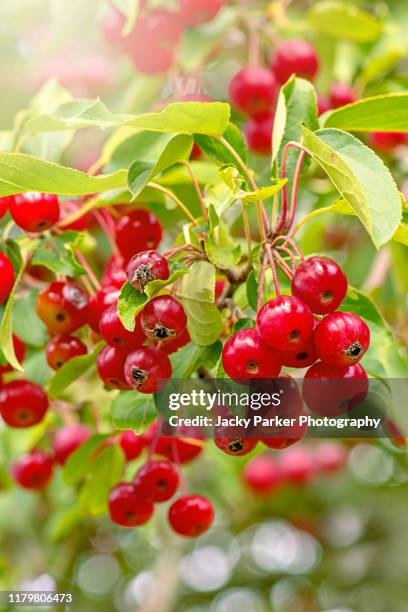 vibrant red winter berries of malus hupehensis tree, common names chinese crab apple, hupeh crab or tea crabapple - malus hupehensis stock pictures, royalty-free photos & images