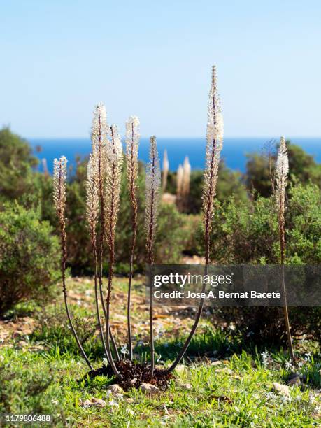 flowers (urginea maritima) on a cliff by the sea on the island of formentera. - urginea maritima stock pictures, royalty-free photos & images