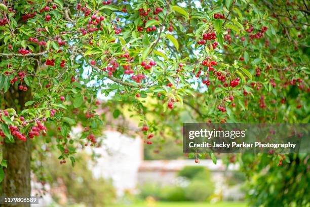 vibrant red winter berries of malus hupehensis tree, common names chinese crab apple, hupeh crab or tea crabapple - malus hupehensis stock pictures, royalty-free photos & images