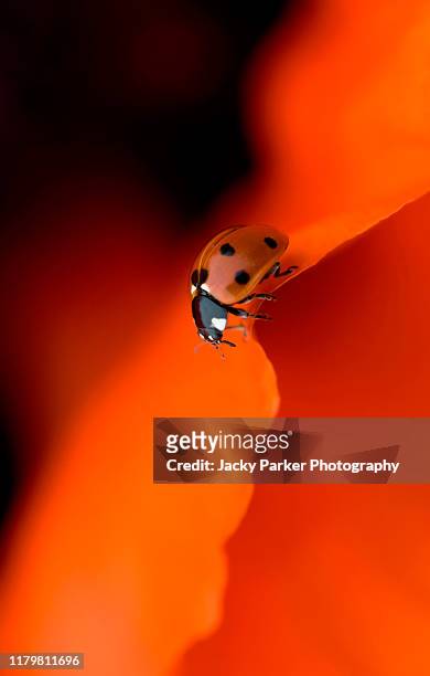 close-up image of a 7-spot ladybird coccinella septempunctata on a vibrant red poppy flower - ladybird fotografías e imágenes de stock