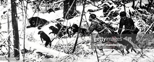 bear hunting - bear white background stock illustrations