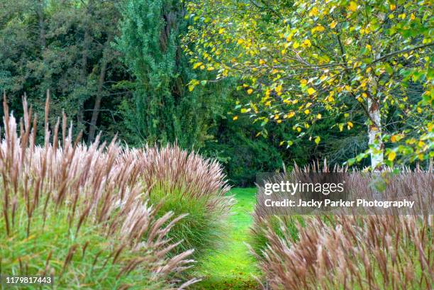 miscanthus (commonly known as elephant grass or silver grass) and a birch tree in an english garden - miscanthus grass stock pictures, royalty-free photos & images
