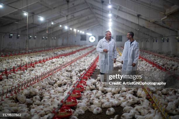 manual workers in chicken farm. - hens on poultry farm stock pictures, royalty-free photos & images