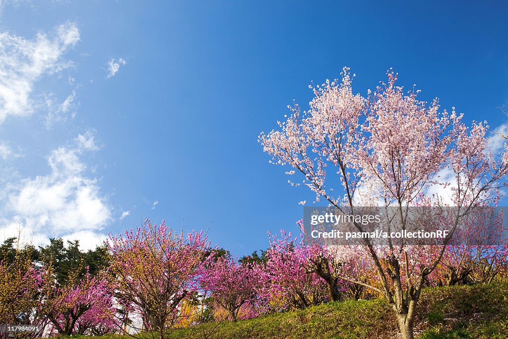 Cherry and Peach Blossom Trees