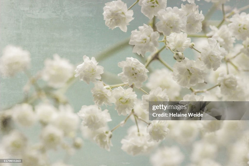 Baby's breath flowers
