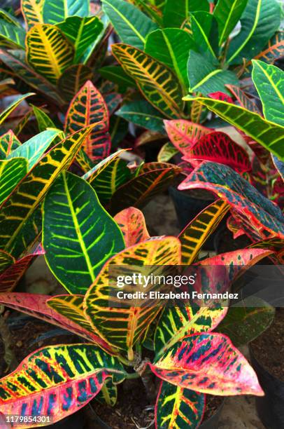 petra croton - croton plant bildbanksfoton och bilder
