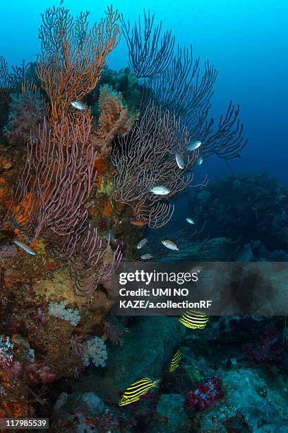 Fish And Rari 33 Arari Stock Photos, High-Res Pictures, and Images - Getty Images