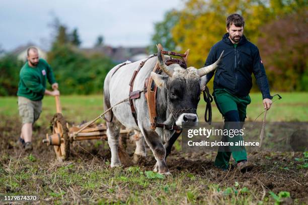 Lab Ox 45 Lab Ox Stock Photos, High-Res Pictures, and Images - Getty Images
