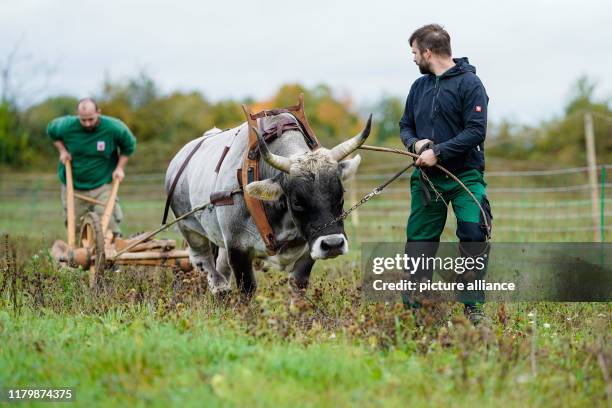 Lab Ox 46 Lab Ox Stock Photos, High-Res Pictures, and Images - Getty Images