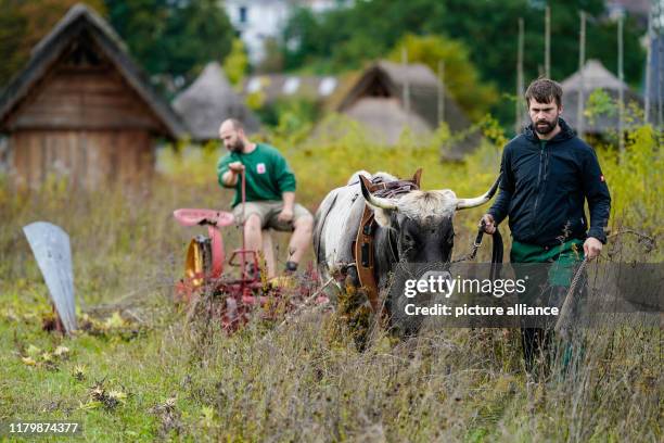 Lab Ox 45 Lab Ox Stock Photos, High-Res Pictures, and Images - Getty Images