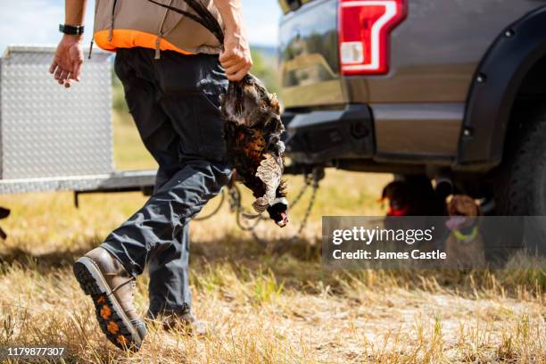 end of hunt - pheasant hunting fotografías e imágenes de stock