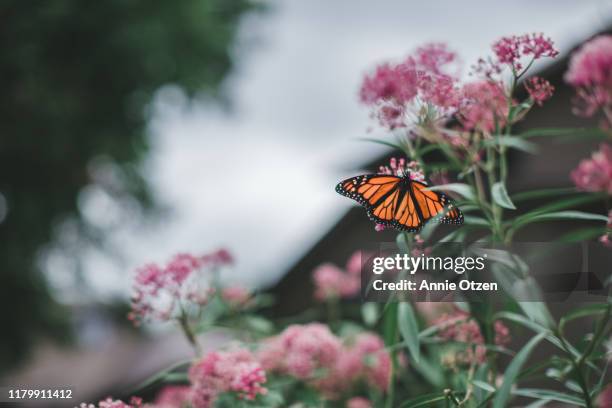 monarch butterfly - butterfly milkweed stock-fotos und bilder