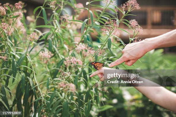 monarch butterfly on girls hand - butterfly milkweed stock-fotos und bilder